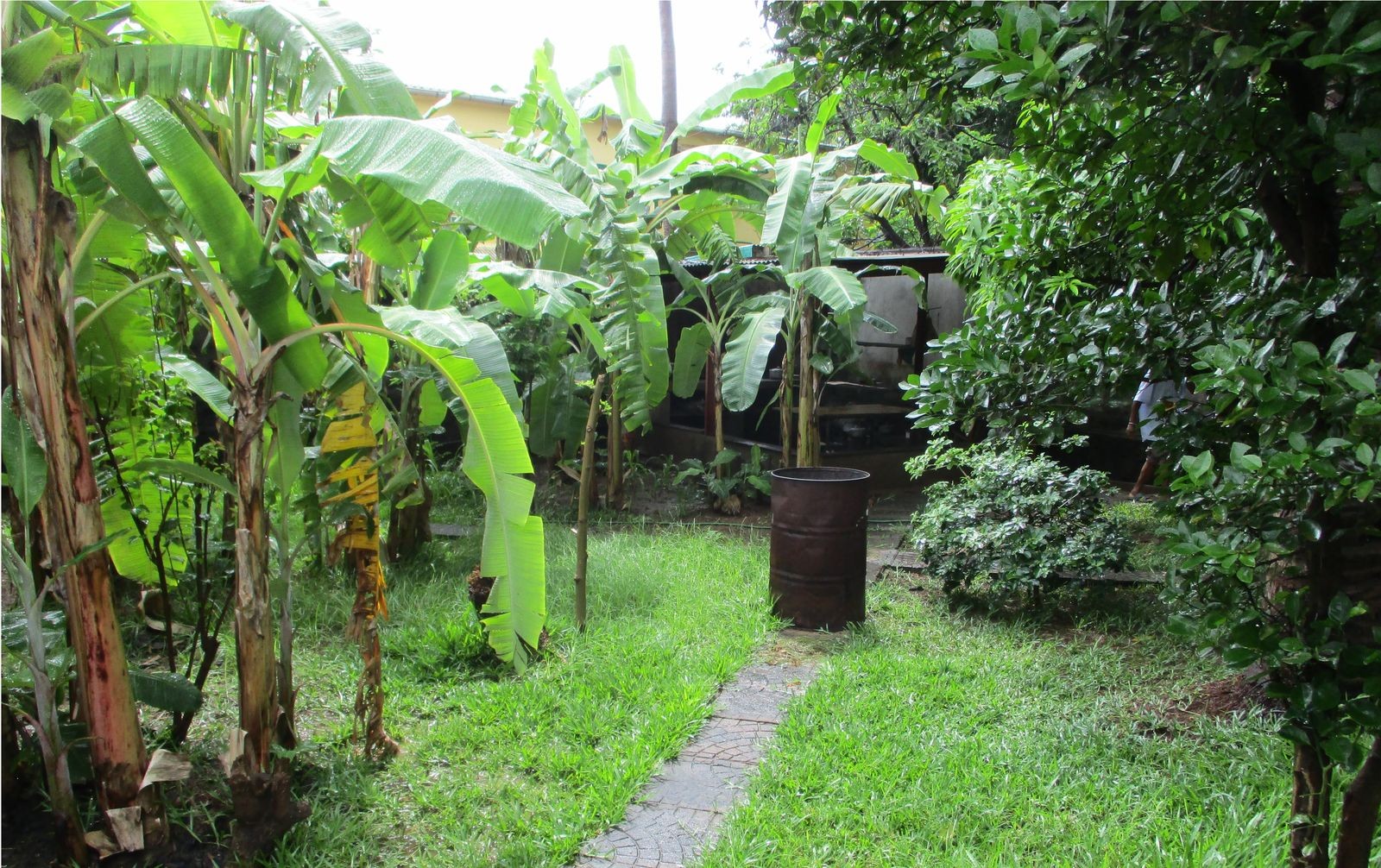 Jardin, arbres fruitiers
