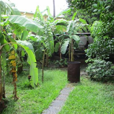 Jardin, arbres fruitiers